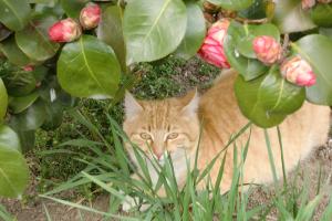 Our farm cat