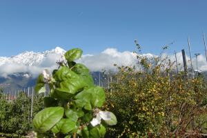 Apfelblüte im Frühling