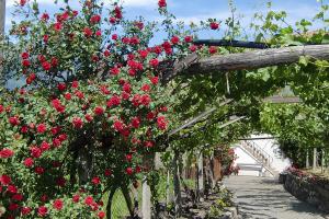 fioritura delle rose al Stöckerhof