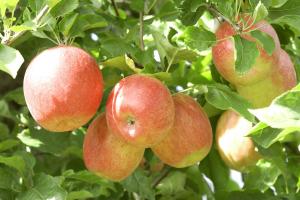 South Tyrolean apples