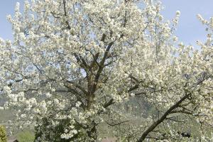 Cherry tree in full blossom