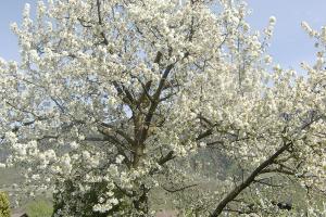 Kirschbaum in voller Blüte