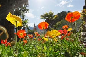 Sea of blossom in Meran