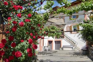 il tempo dei fioritura di rosa a Stöckerhof