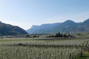 Outlook from Stöckerhof into the blooming apple meadows