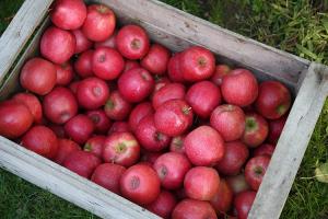 raccolta di mele a Stöckerhof