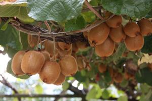 auch Kiwis wachsen am Stöckerhof