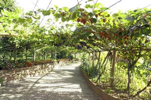 Grape and kiwi arbour