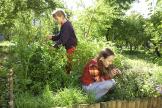 Herb garden