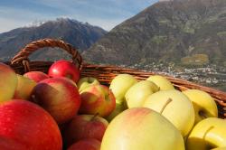 Autumn pleasures at harvest time in Meran