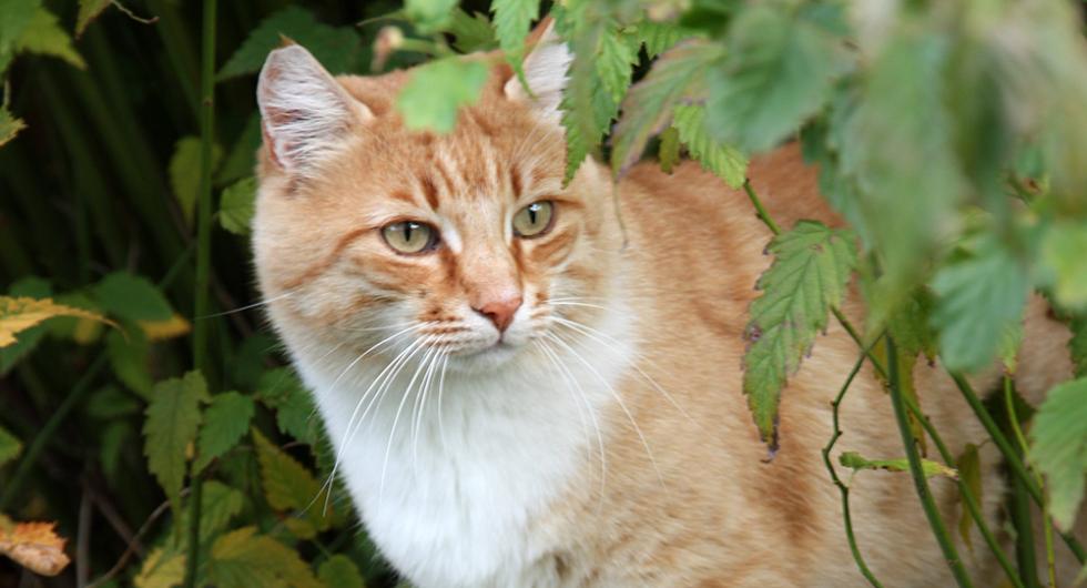 Hauskatze vom Stöckerhof