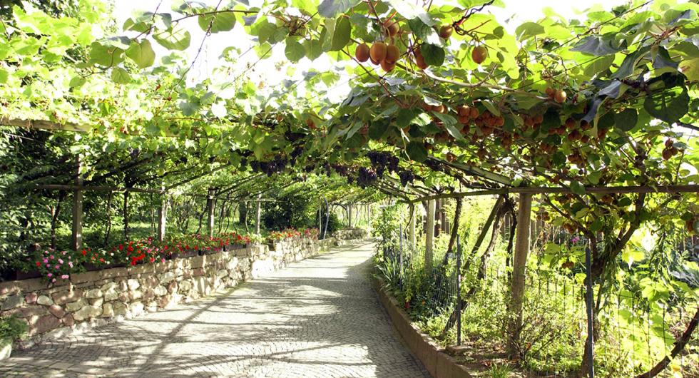 Trauben-Kiwi-Laube am Stöckerhof in Meran